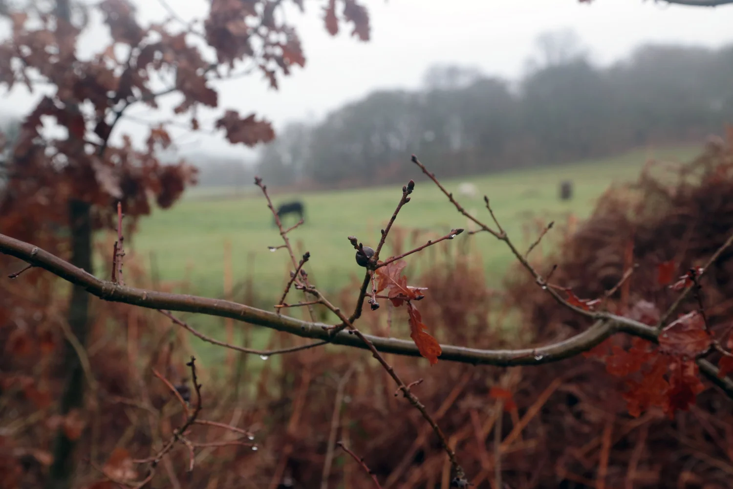 Wildflower meadow walking circuit