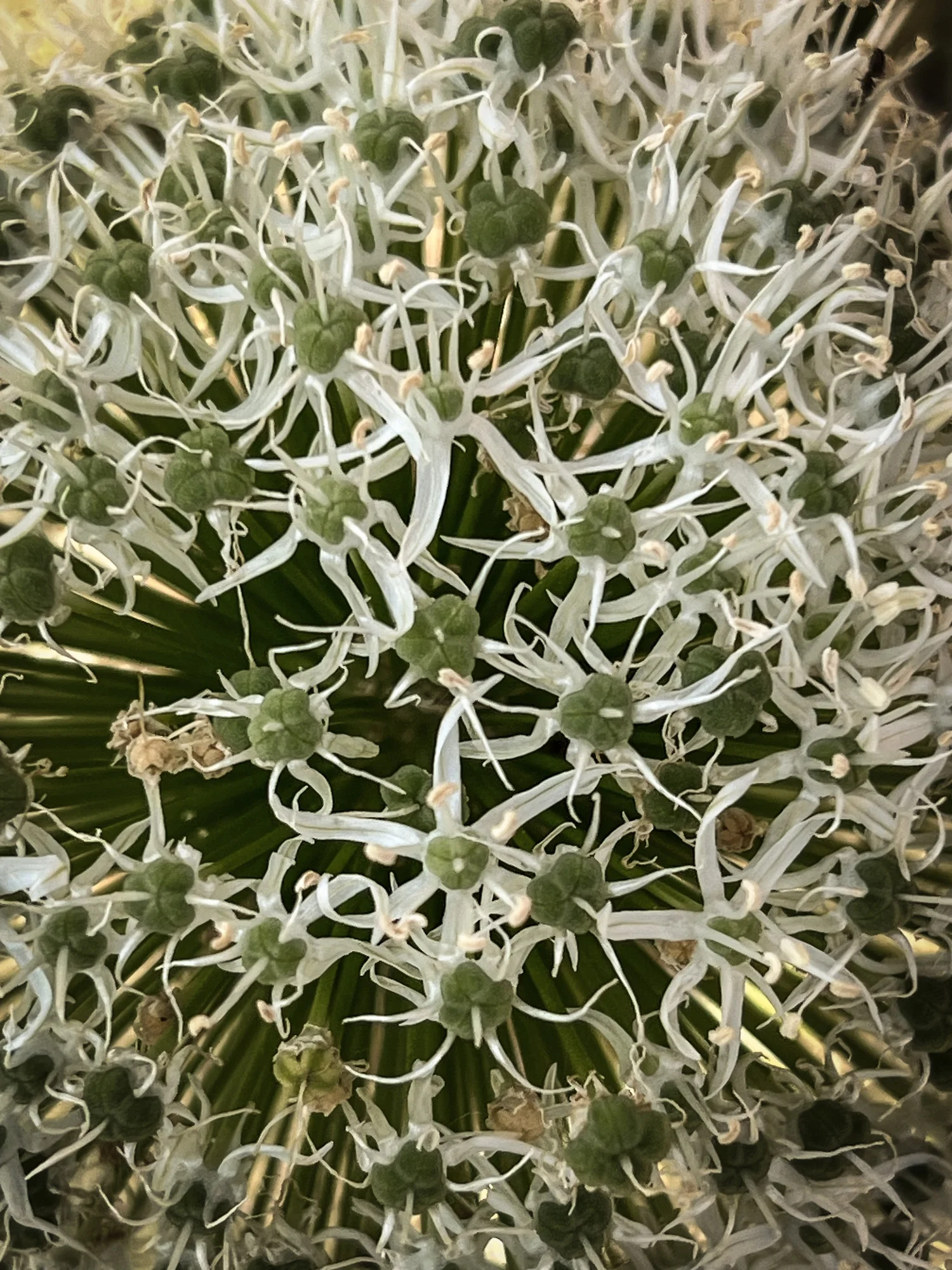 Outdoor courtyard with evening lighting and firepit