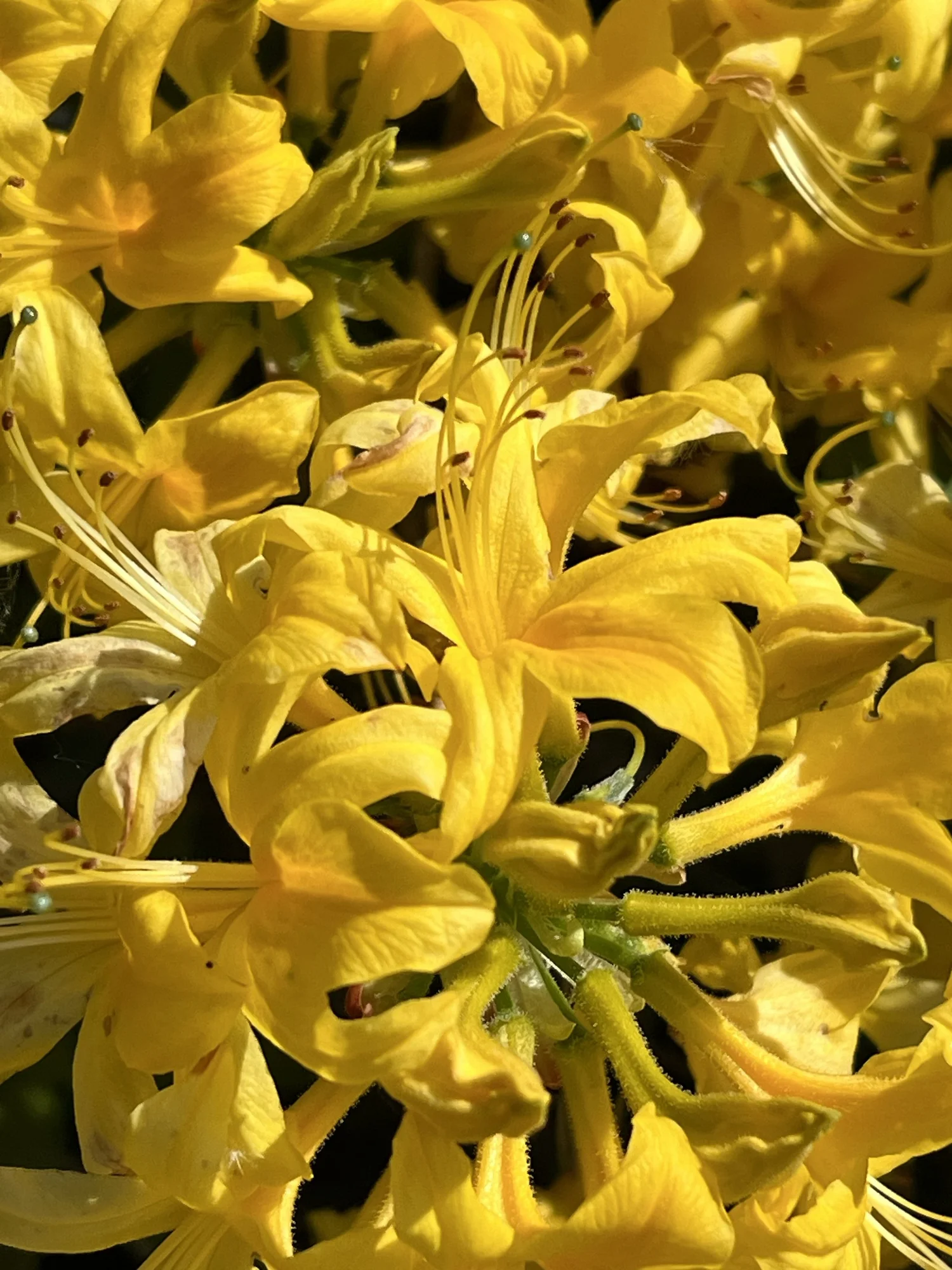 Kitchen patio with herb garden overlooking lawn and pond
